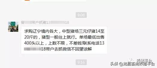 辽宁猪最早情况深度探究
