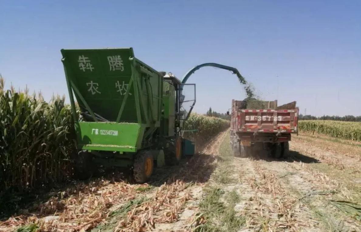 粮食收购最早情况深度探究