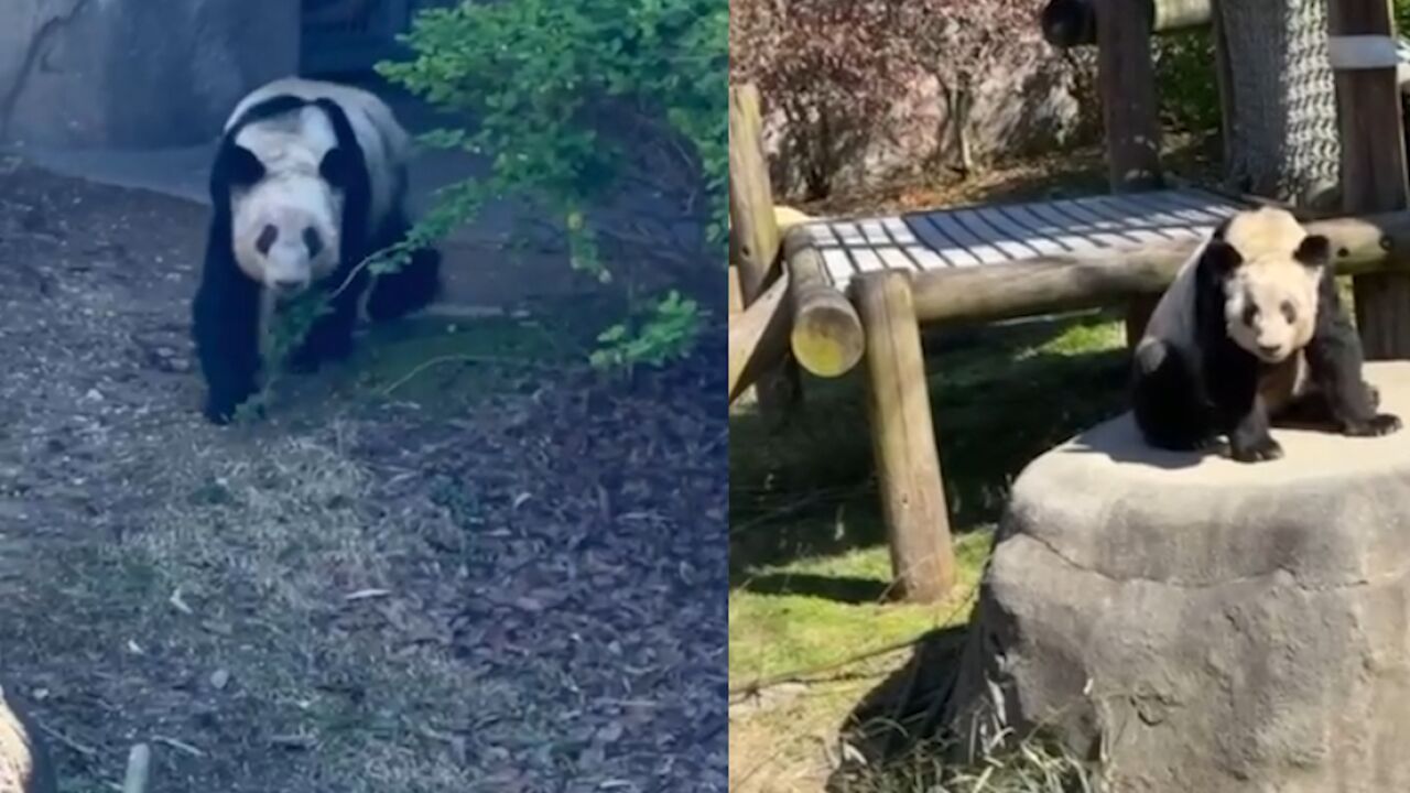 探寻自然传奇，丫丫大熊猫的初始视频篇章