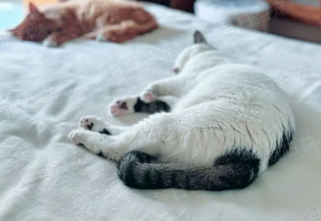 猫咪与iOS破解版，早期故事与影响的探索