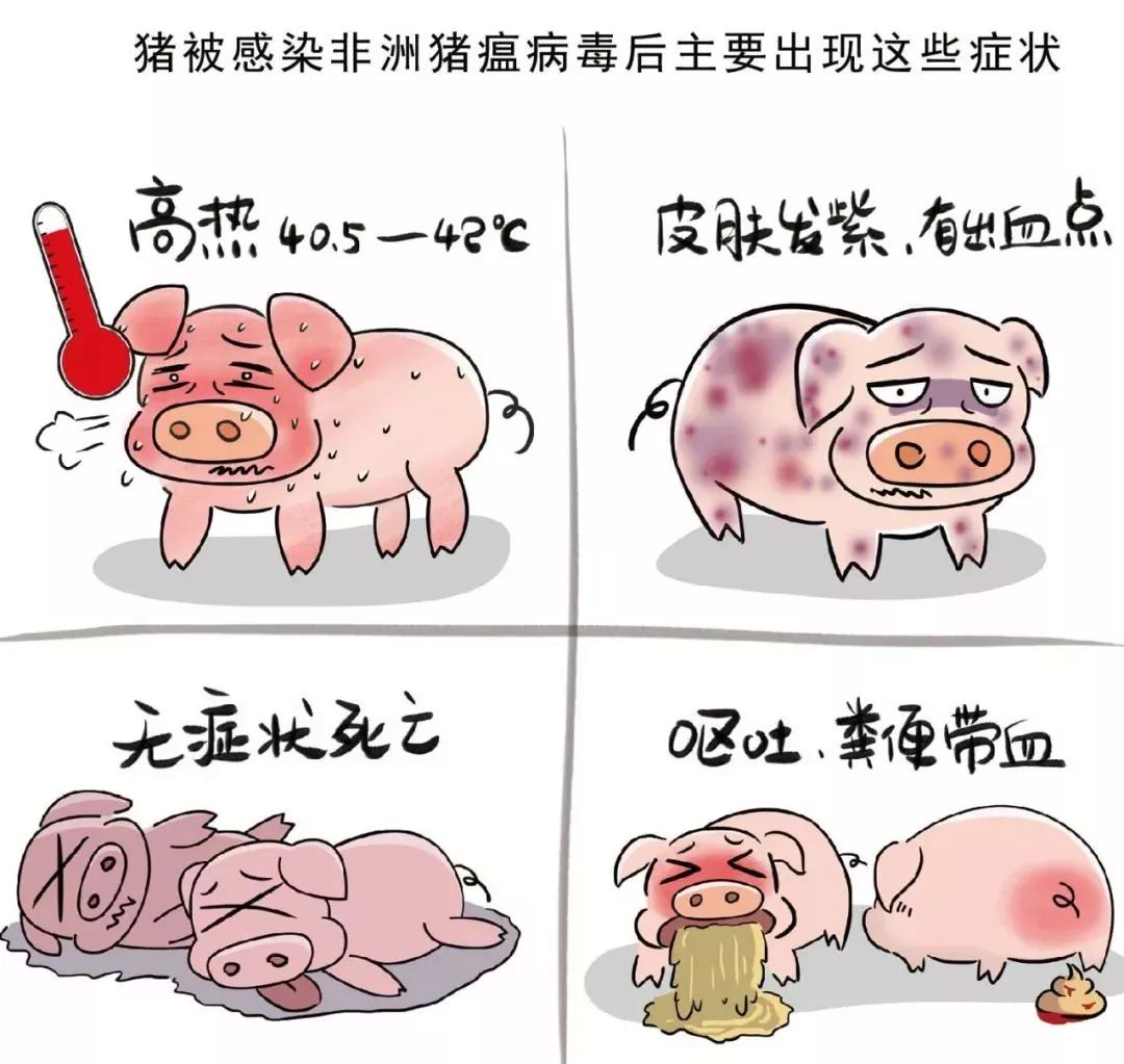 瘟猪肉最早情况探究，揭开谜团，了解真相