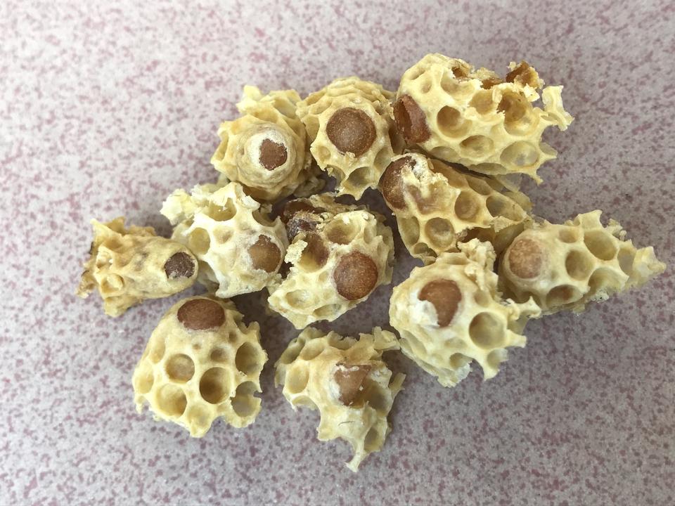 算力蜂早期版本的力量之源探索