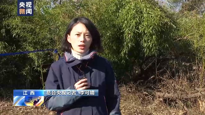 梁红早期情况深度探究
